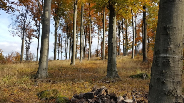Alberi nel paesaggio rurale