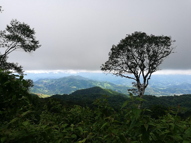 Alberi nel paesaggio rurale