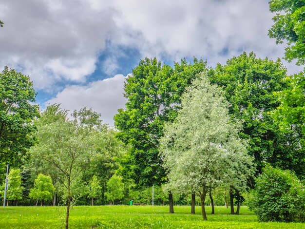 Alberi nel parco contro il cielo