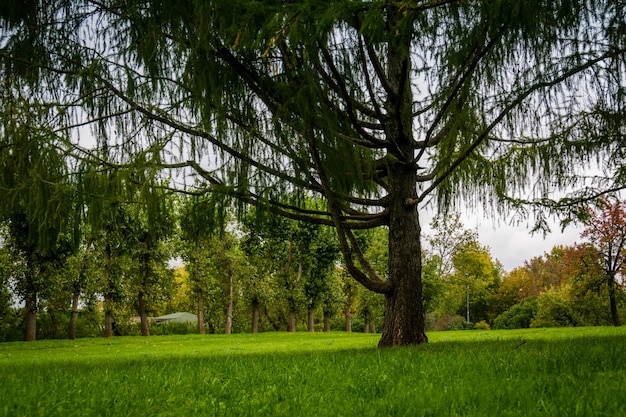 Alberi nel parco della città di autunno