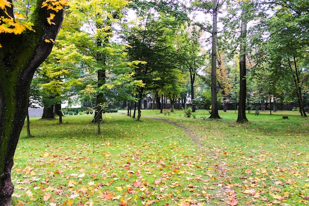 Alberi nel parco durante l'autunno