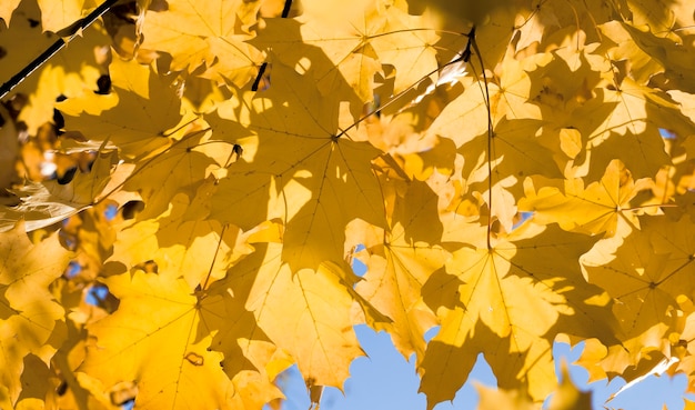 Alberi nel parco in autunno