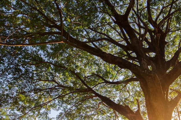 Alberi nel parco in estate