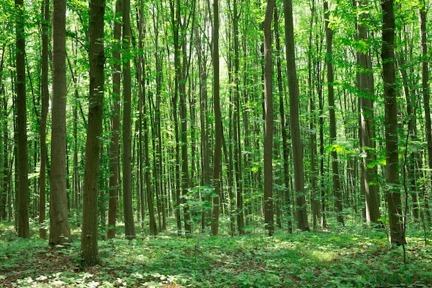 alberi nel parco naturale