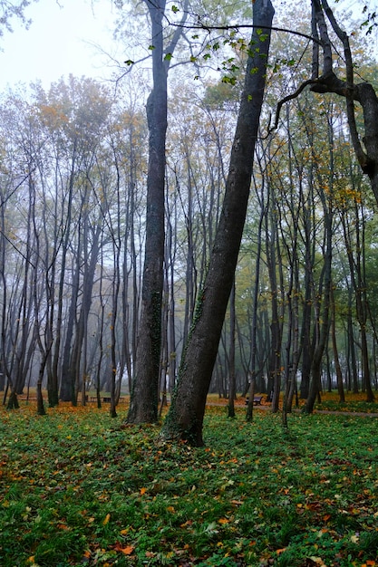 Alberi nel parco pubblico autunnale nebbioso