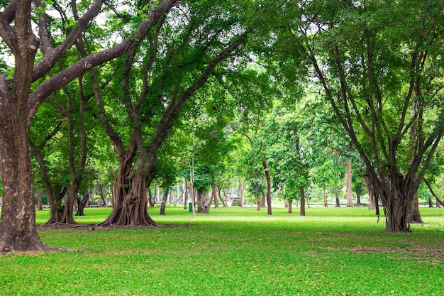 Alberi nel parco