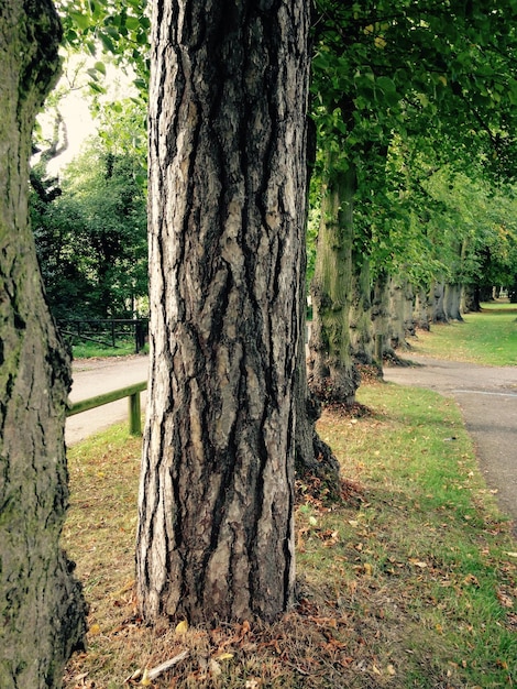 Alberi nel parco