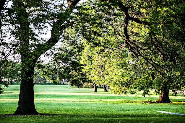 Alberi nel parco