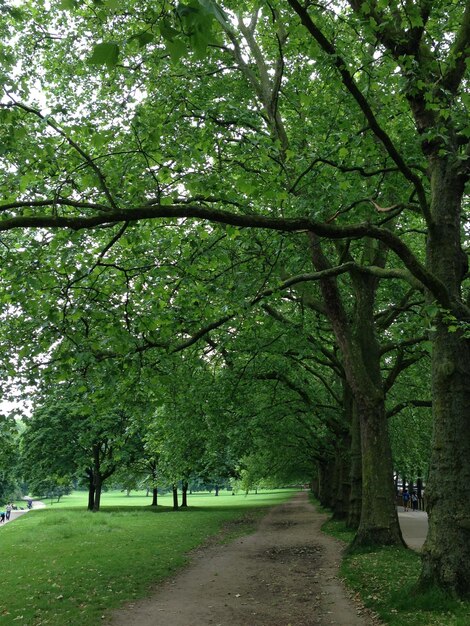 Alberi nel parco