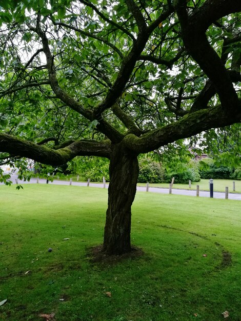 Alberi nel parco