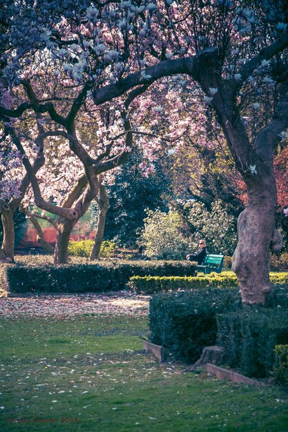 Alberi nel parco