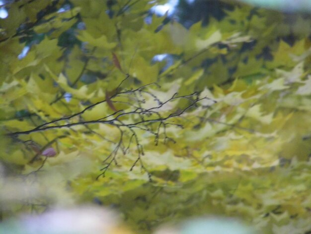 Alberi nel parco