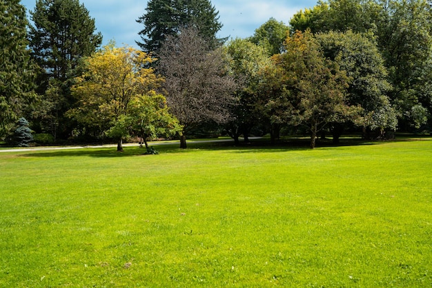 Alberi nel parco