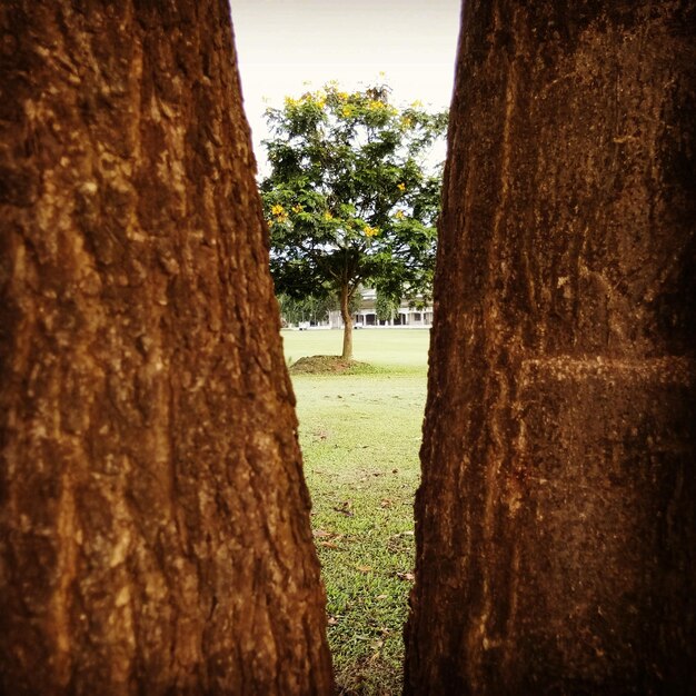 Alberi nel parco