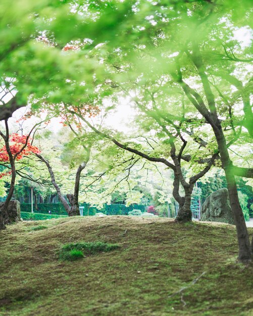 Alberi nel parco