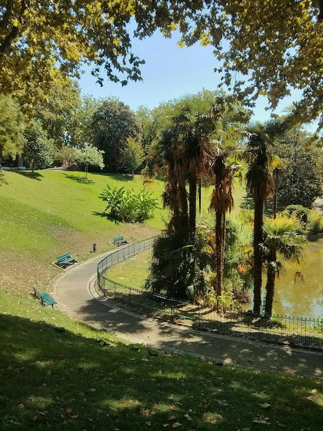 Alberi nel parco