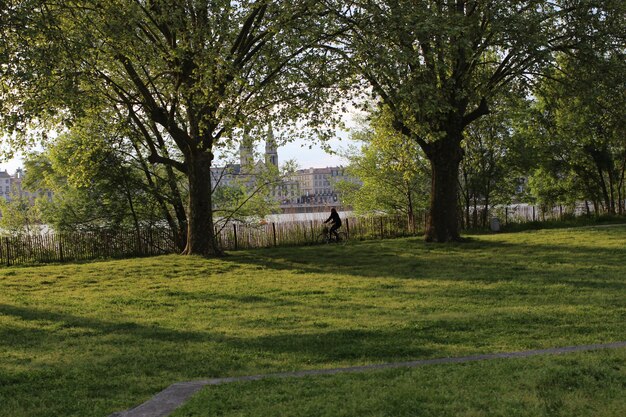 Alberi nel parco