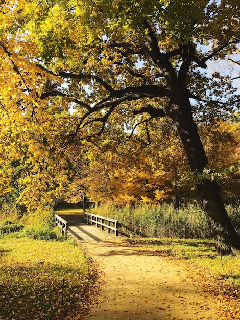 Alberi nel parco