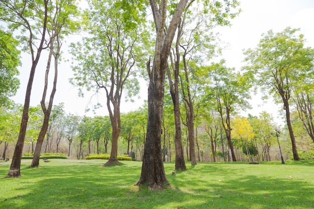 Alberi nel parco