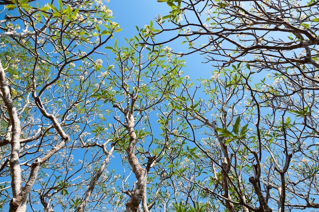 Alberi nel parco