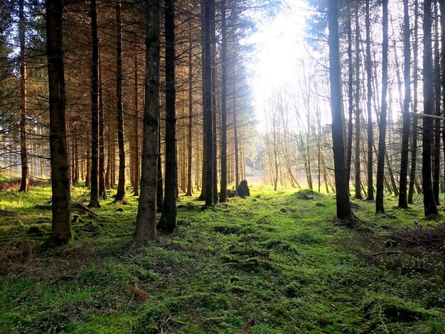 Alberi nella foresta al tramonto