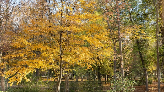 Alberi nella foresta al tramonto