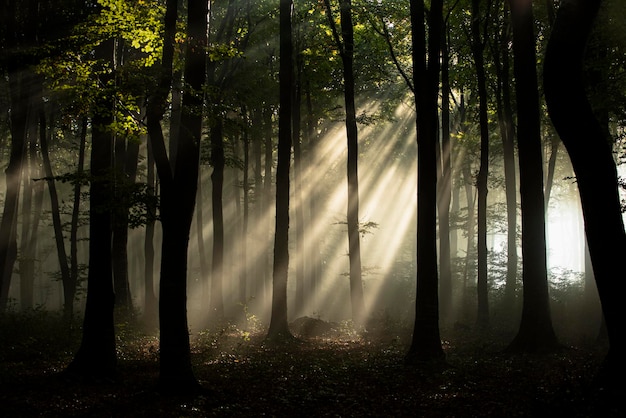 Alberi nella foresta all'alba