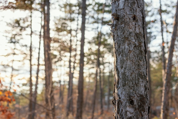 Alberi nella foresta alla luce del giorno con copia spazio