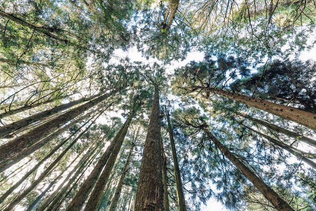 alberi nella foresta che vedono dal basso