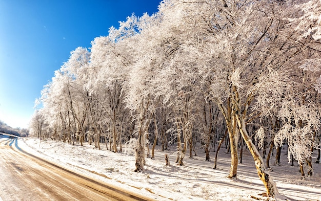 Alberi nella foresta con rami coperti di ghiaccio sul bordo di una strada di montagna