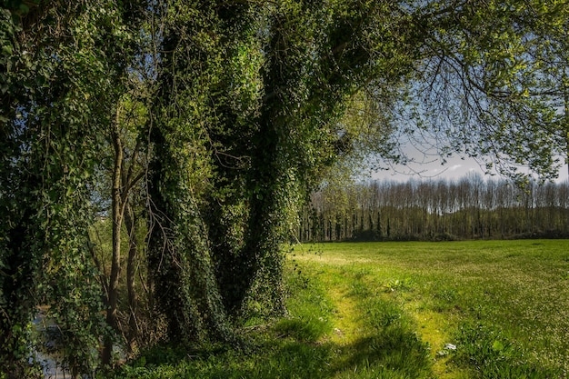 Alberi nella foresta contro il cielo