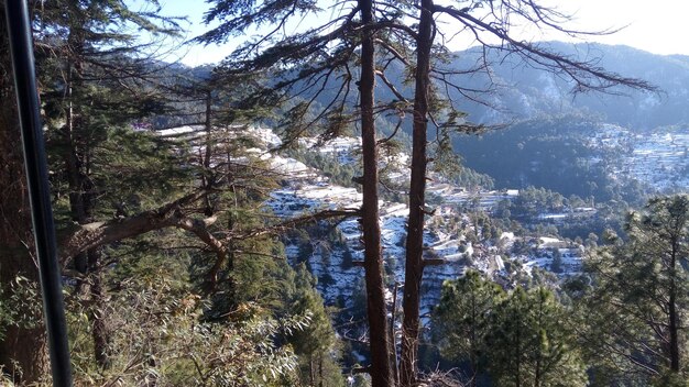 Alberi nella foresta contro il cielo