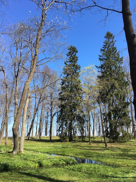 Alberi nella foresta contro il cielo