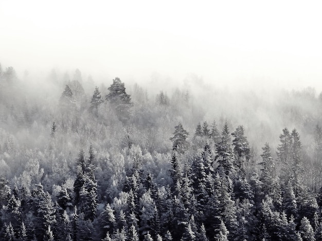 Alberi nella foresta durante il tempo nebbioso