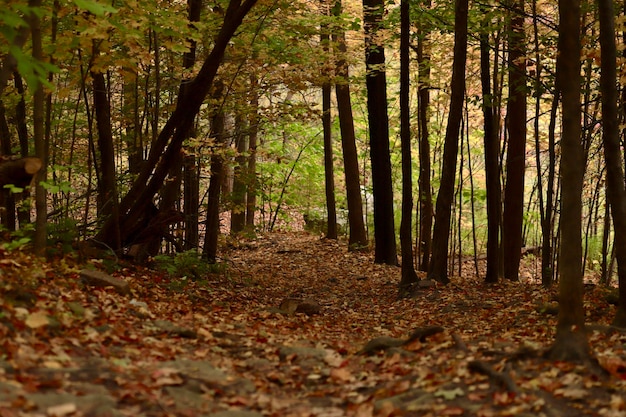 Alberi nella foresta durante l'autunno