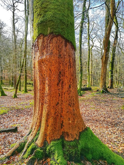 Alberi nella foresta durante l'autunno