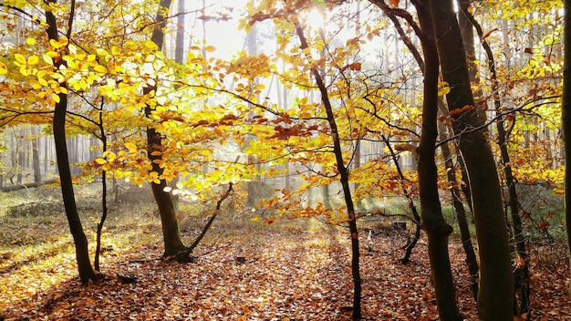 Alberi nella foresta durante l'autunno