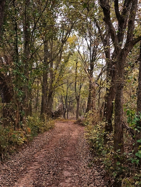 Alberi nella foresta durante l'autunno