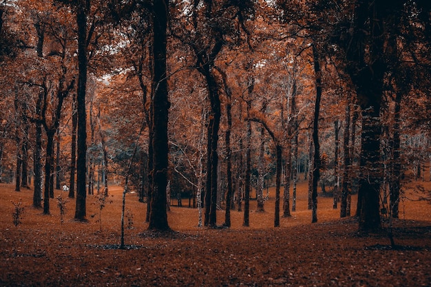 Alberi nella foresta durante l'autunno