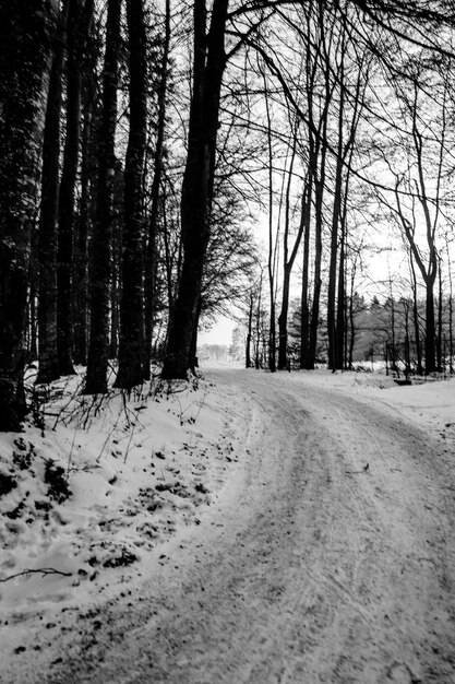 Alberi nella foresta durante l'inverno