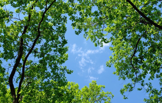 Alberi nella foresta e nel cielo blu