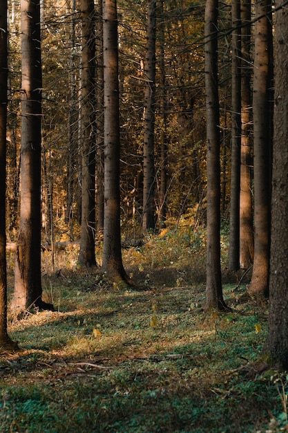 Alberi nella foresta Foto