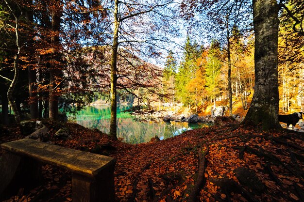 Alberi nella foresta in autunno