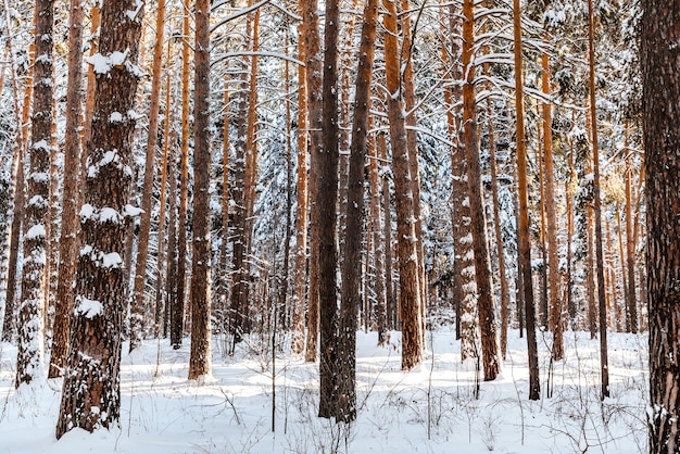 Alberi nella foresta in inverno percorsi di neve Bellissimo paesaggio