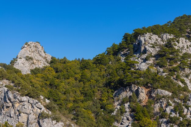 Alberi nella foresta in montagna