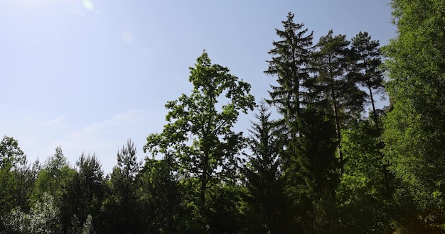 alberi nella foresta in tempo di sole