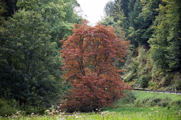 Alberi nella foresta mentre la stagione di caduta delle foglie degli alberi sulla montagna della Germania