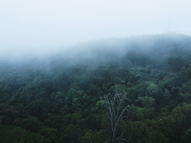 Alberi nella foresta naturale e nebbia in una giornata piovosa