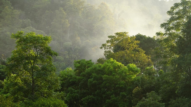 Alberi nella foresta tropicale