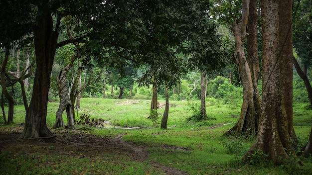 Alberi nella foresta tropicale